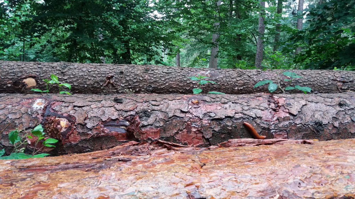 First day at the woods!