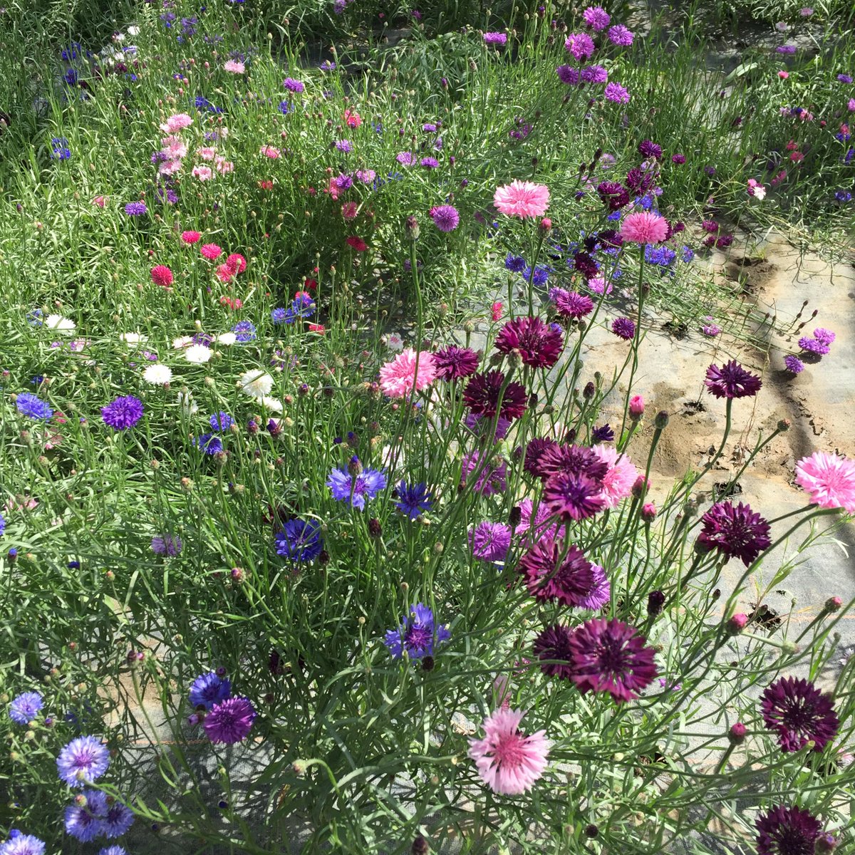 minskipfarmshop's tweet photo. ๐ฟ๐ฑHERBY HAPPINESS๐ฑ๐ฟ
We are exploring @HerbsUnlimited โs farm today and having an amazing time! ๐ฑ๐๐๐๐ป Learning about edible flowers ๐, herbs ๐ฟ & salad ๐ฅ, all grown at Sand Hutton near Thirsk!
#herbyhappiness #localherbs #herbsunlimited #openfarm #exploring https://t.co/exg0fczZGy