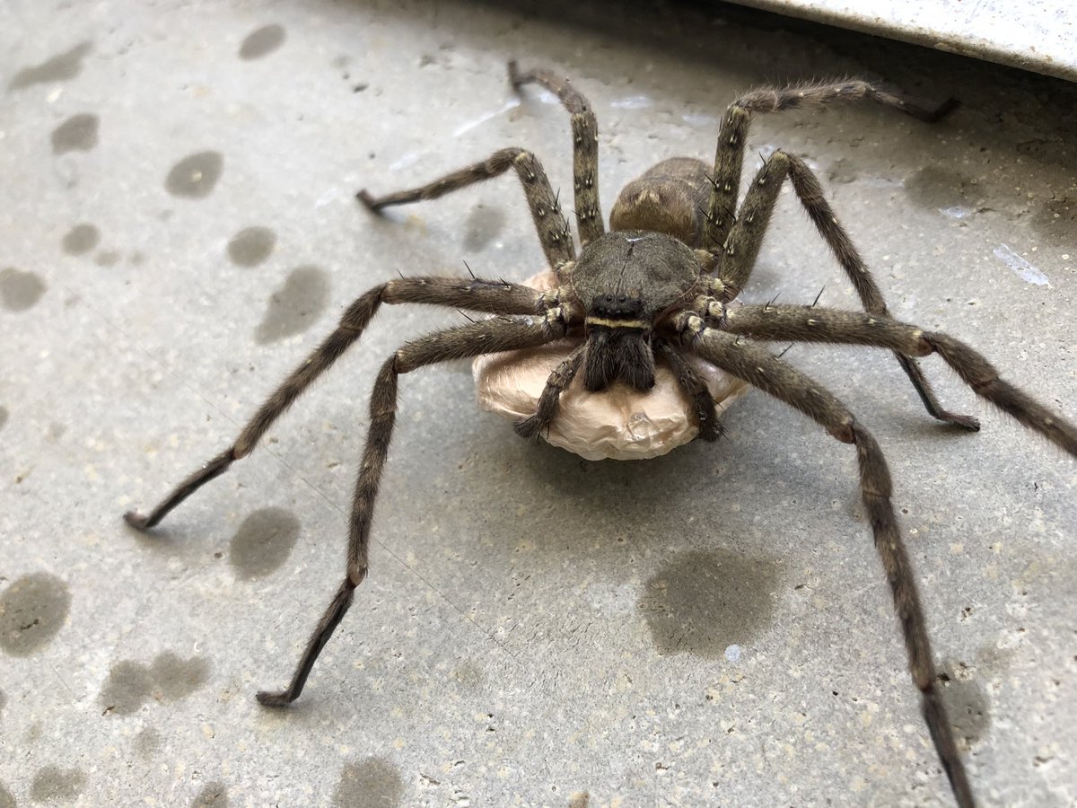 ট ইট র ガリオの夏休み 卵を抱えている大きなアシダカグモ 母 に遭遇したので お尻の糸を少しばかり出してもらい食べてみました アシダカグモの糸を食べた感想 味は全くしない 唾液で溶けることもなく 噛み切ることが出来なかった 最後は小さくまとめ ট ইট র ガリオの夏休み 卵を抱えている大きなアシダカグモ 母 に遭遇したので お尻の糸を少しばかり出してもらい食べてみました アシダカグモの糸を食べた感想 味は全くしない 唾液で溶けることもなく 噛み切ることが出来なかった 最後は小さくまとめ