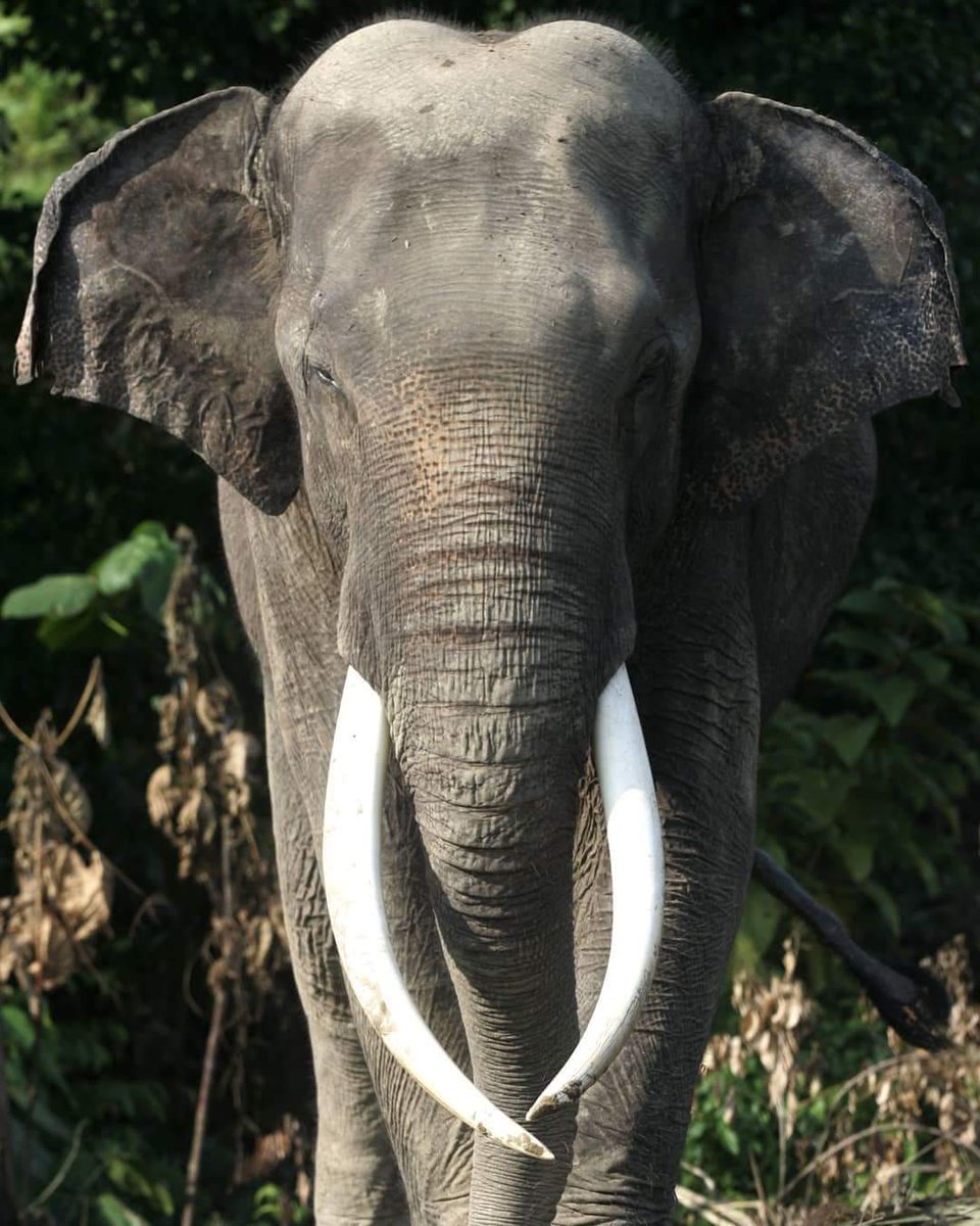 RIP Bunta: 
Gajah Sumatra ini namanya Bunta, selama ini ditempatkan di CRU Serbajadi, Aceh Timur. Pada 9 Juni 2018, dia mati dibunuh dengan cara diracun dan satu gadingnya dicuri. <a href="/LeoDiCaprio/">Leonardo DiCaprio</a> <a href="/nadinelist/">nadine chandrawinata</a>