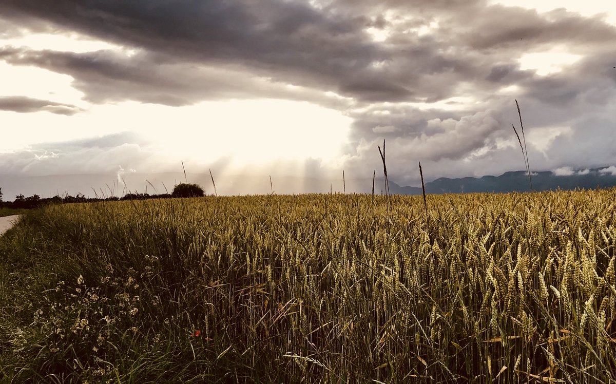 FSI_Int's tweet photo. Atardecer en plantíos de trigo, Suiza. https://t.co/YtEoXIwQkm