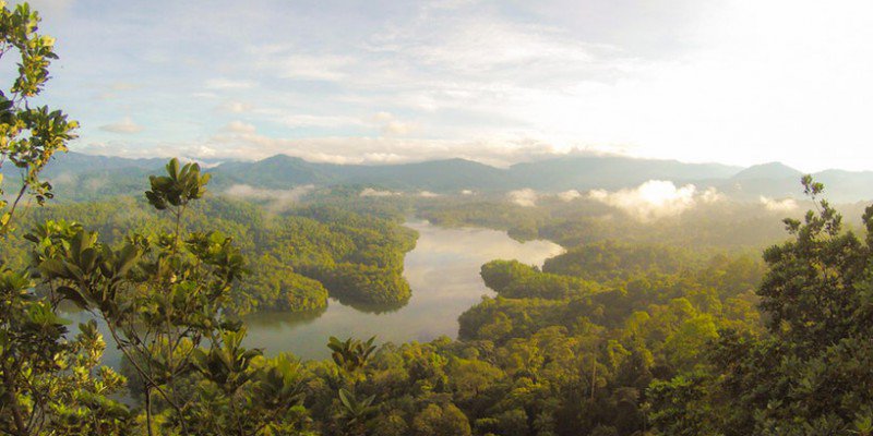 AirliteGlobal's tweet photo. Did you know that the Earth has lungs who work full time for all of us? Check out our latest blog post to share some air! https://t.co/OWLoCBtVoq https://t.co/ehG3L7w3FB