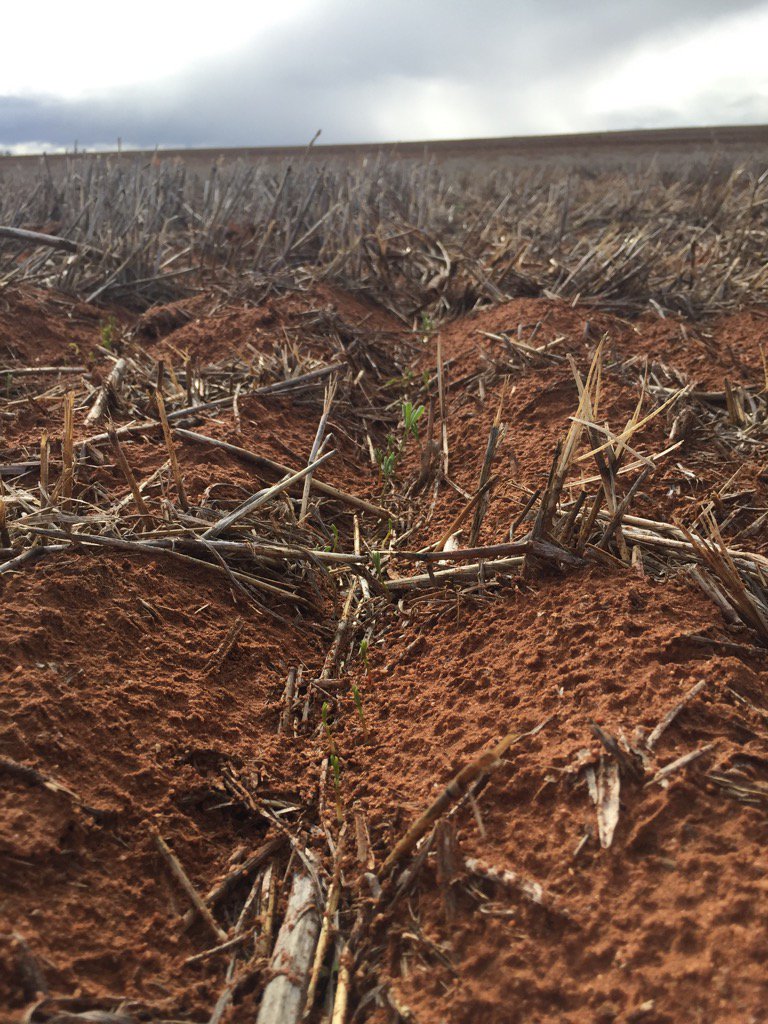 Finally some recent H2O has our big broadleaf demo matrix out of the ground at the Loxton MSF site #EldersAgvice