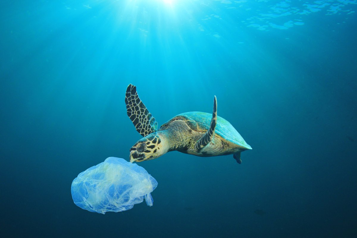 RussellCawberry's tweet photo. Russell Cawberry Limited is taking steps to reduce the consumption of Single Use Plastics in its daily operations.  We are replacing plastic drinking cups with biodegradable paper-based alternatives and our procurement teams are looking at ways we can reduce SUP's in our buying https://t.co/TtdJ9crb7s
