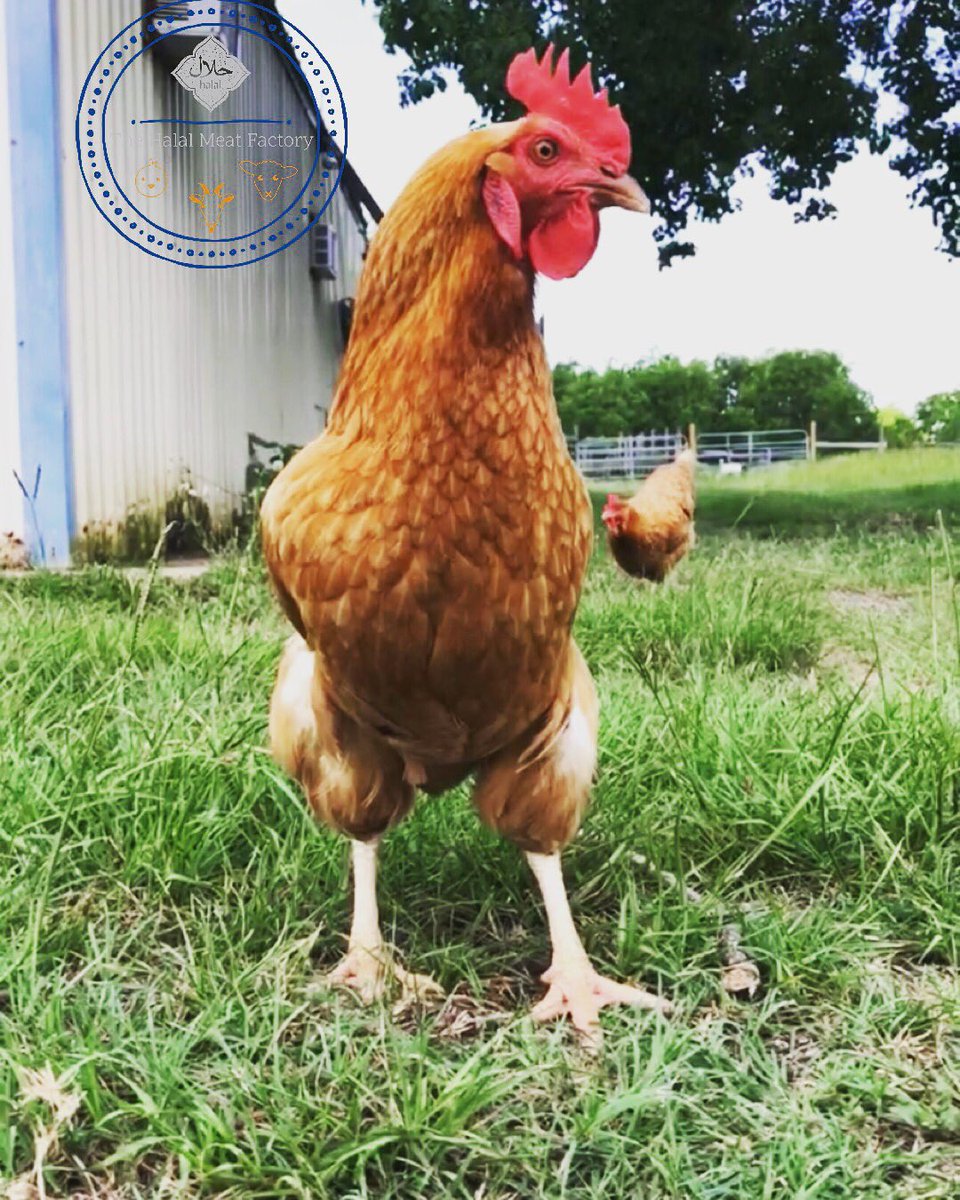 thehalalmeat's tweet photo. #GoodMorning | Farm to table | 💯 Organically raised | Grass-fed Halal #Chicken 🐓 (coming soon) | Authentic Humane Hand Slaughter | Order Online &amp; we’ll deliver to your front door #Fresh | ❗️Visit our website &amp; Join our whole Halal Lamb Giveaway for Eid Al-Fitr 😋🥩📦🏘 https://t.co/4lXN5I0M9f