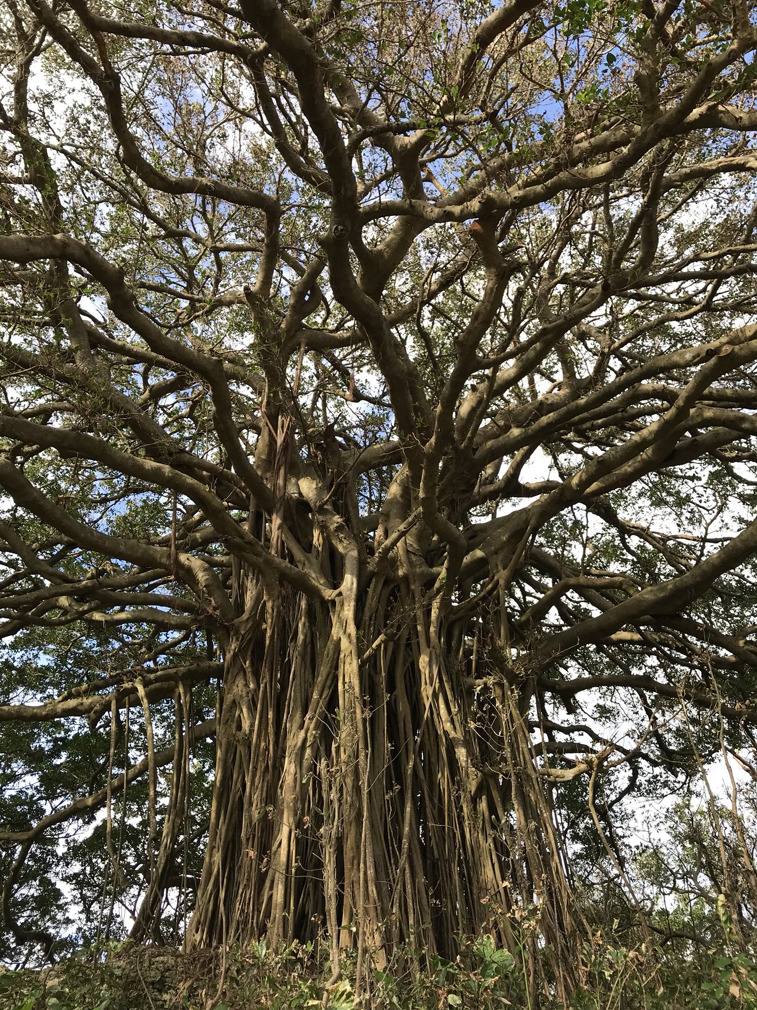 伝統の身体 創造の呼吸 喜界島手久津久にある巨大ガジュマル 島には生命の力強さが溢れています T Co Cupacbioa9 Twitter