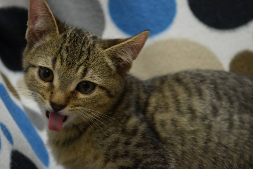 MeowAsFluff's tweet photo. @SharynJones10 @Isa76_bcn @Hypergirl7! Thanks for the recent follow, you're #meowAF! Hope you're having a lovely Tuesday! https://t.co/kVtGYxcRun