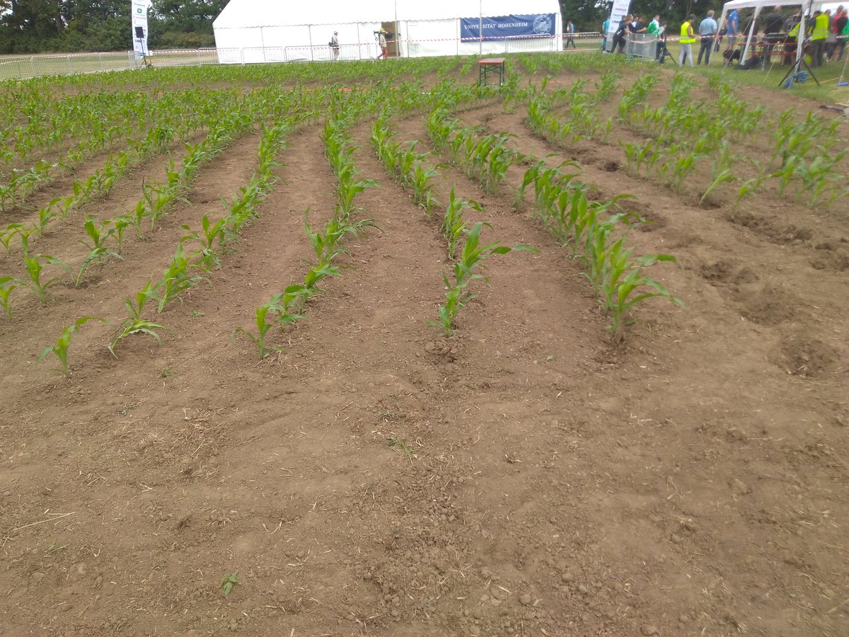 feldtage's tweet image. You rarely see corn growing in curved rows at a professional farm show, let alone in real life. These rows will test the #IQ of #fieldrobots at the #FieldRobotEvent  robots must navigate terrain and detect crop @UniWageningen