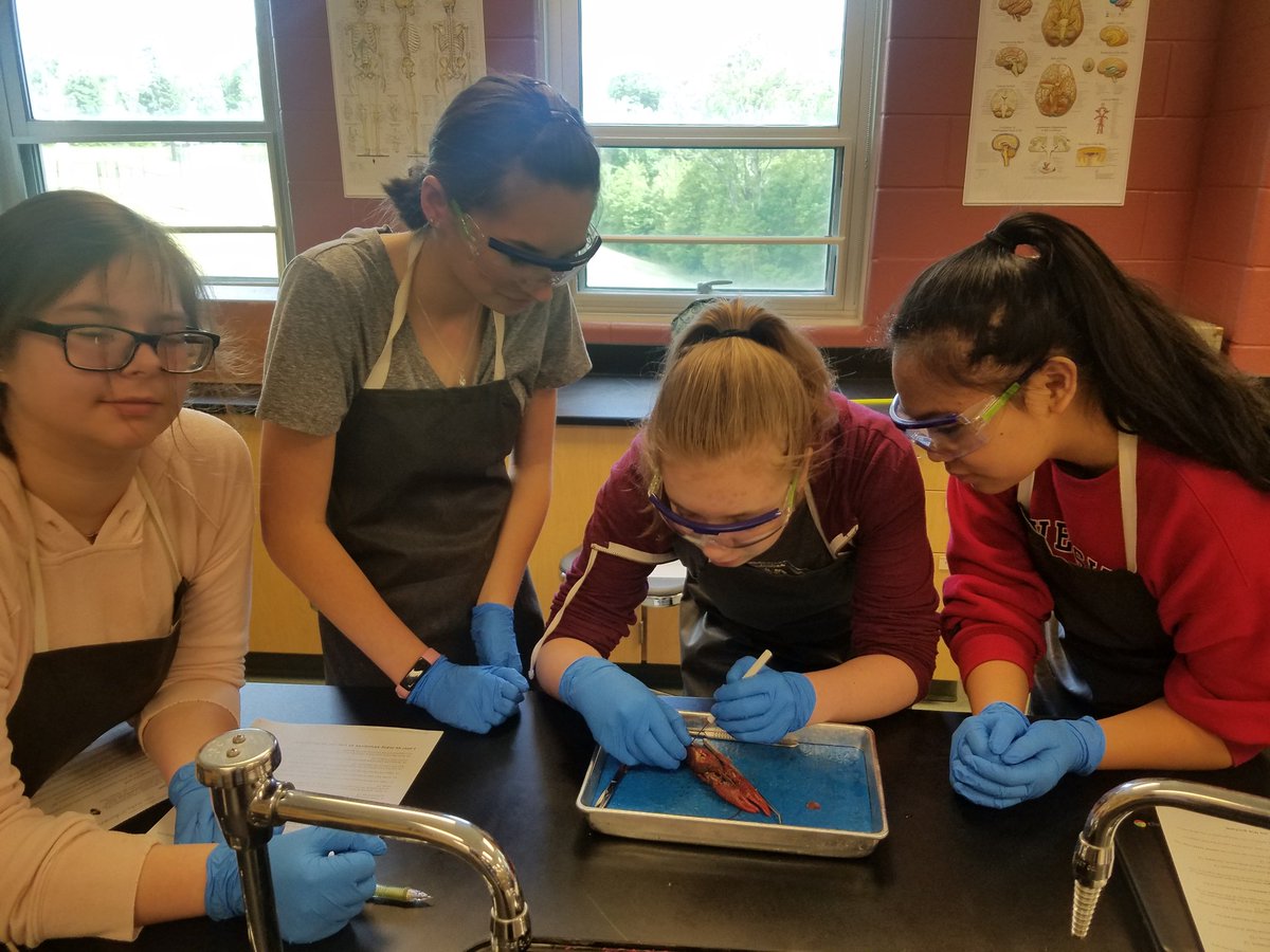 ani_8175's tweet photo. It's that time of year again #THS #Bergoderi #Dissection #biology https://t.co/ddcCmTkPV6