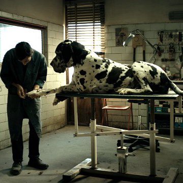 #Dogman tra pochi giorni inaugurerà l’Arena estiva, tutto il programma del #cinemanelparco lo trovate sul nostro sito. #arenalepagine