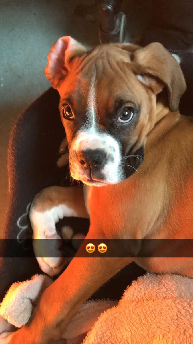 How has Moose grown this much in just 6 months!? Show some love for Moose with #Moose