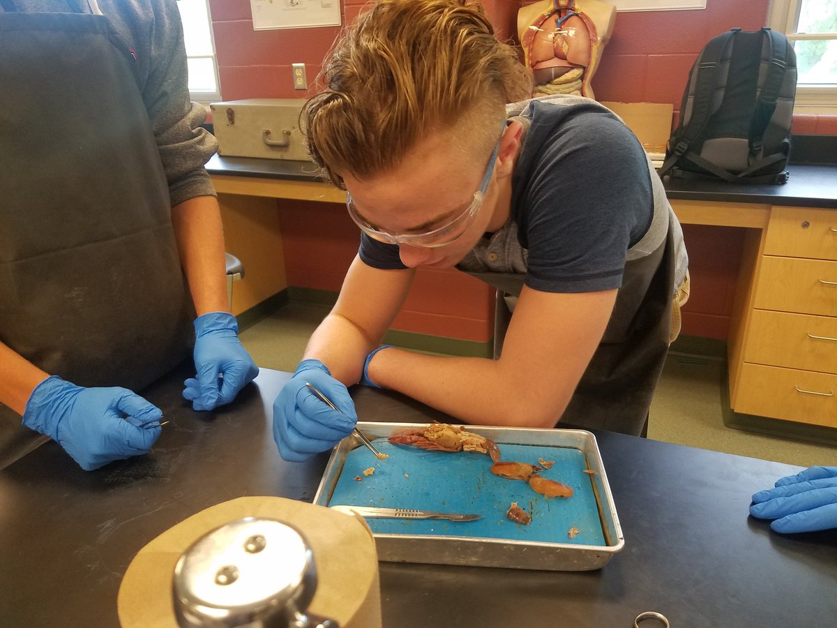 ani_8175's tweet photo. It's that time of year again #THS #Bergoderi #Dissection #biology https://t.co/ddcCmTkPV6