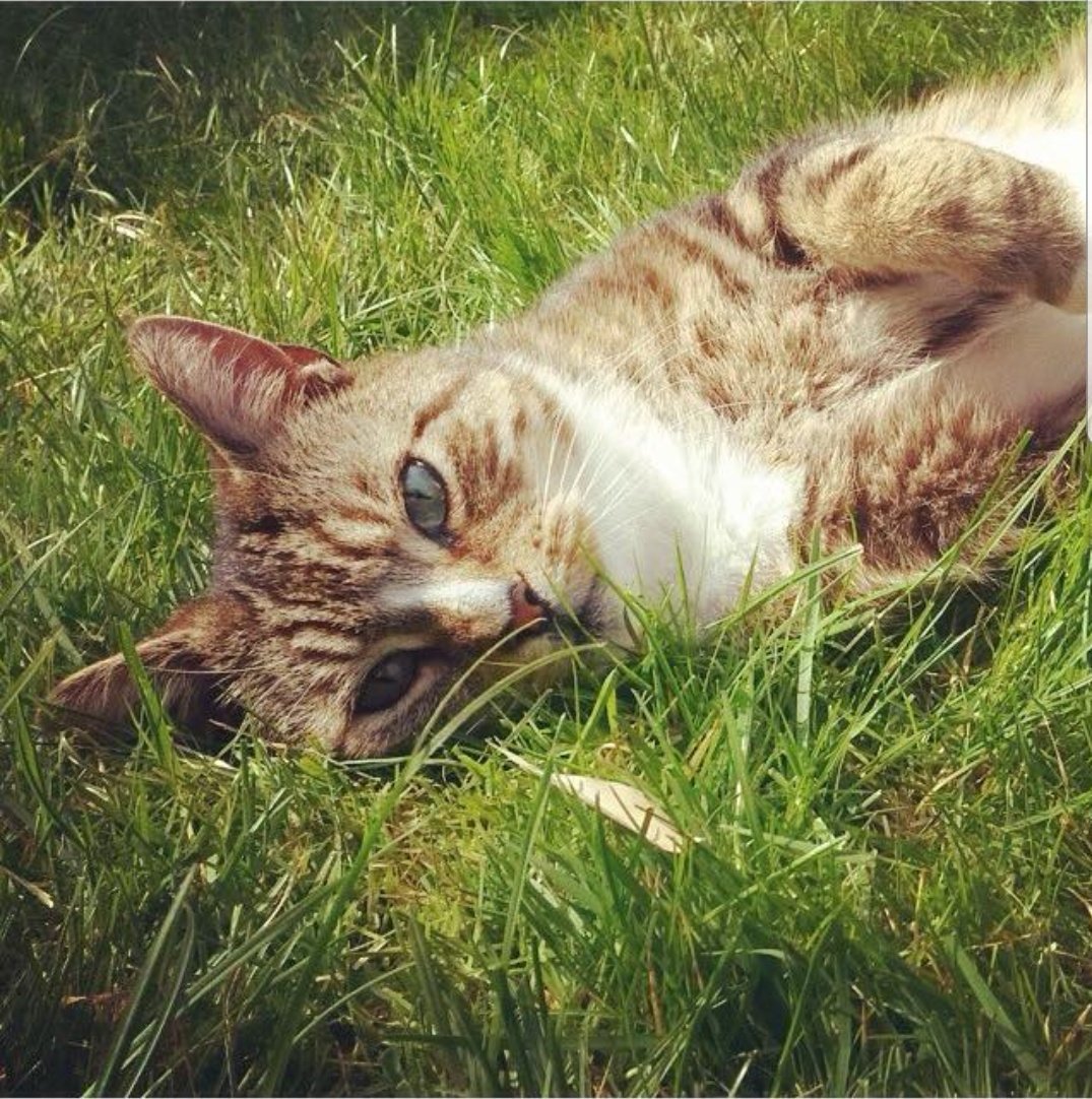 Missing Cat: FordwychRd cat gone for a week now. Jagger is a largish male tabby. Any retweets or info would be greatly appreciated! <a href="/FordwychRA/">Fordwych Residents</a> @Fordwyches <a href="/WHampstead/">West Hampstead</a> <a href="/WHampsteadLife/">West Hampstead Life</a> <a href="/KilburnLondon/">Kilburn London</a> <a href="/cricklewood/">cricklewood</a> #cat #MISSING #Cricklewood
