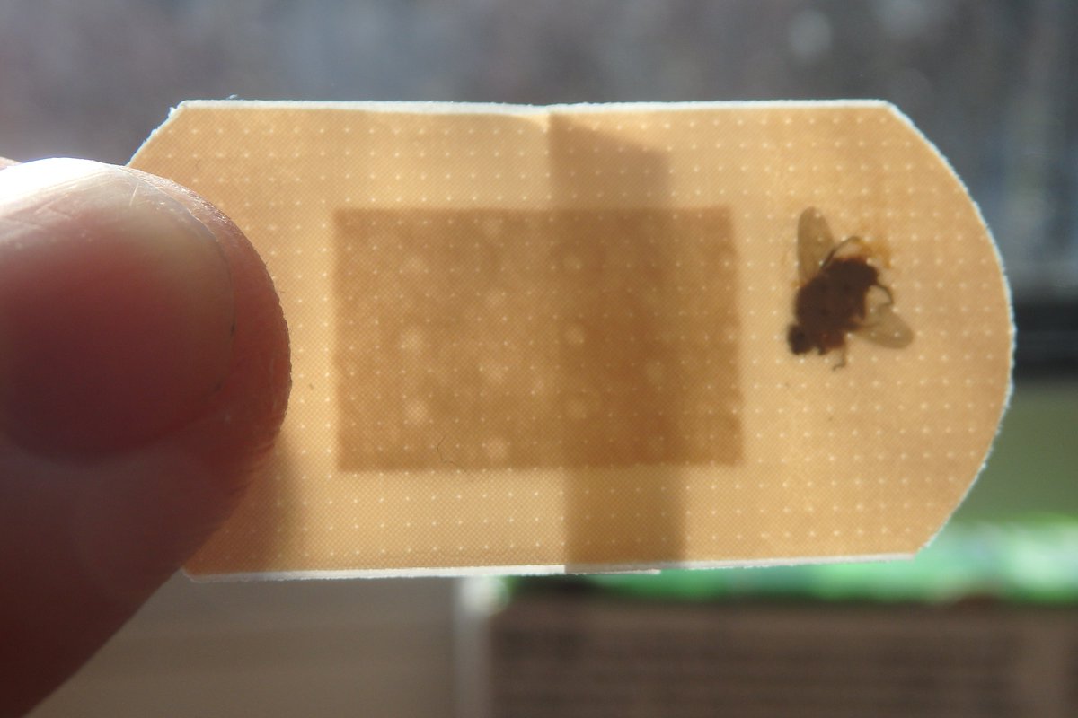 peternurick's tweet photo. Heard the old phrase "a fly in the ointment"? Here's a contemporary twist from @Tesco Told I can return product for a refund with receipt. Well now I feel better #notimpressed #shivers https://t.co/feHeLhp7M3