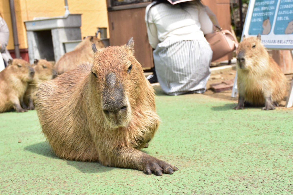 うさ＠カピバラだらけ on X