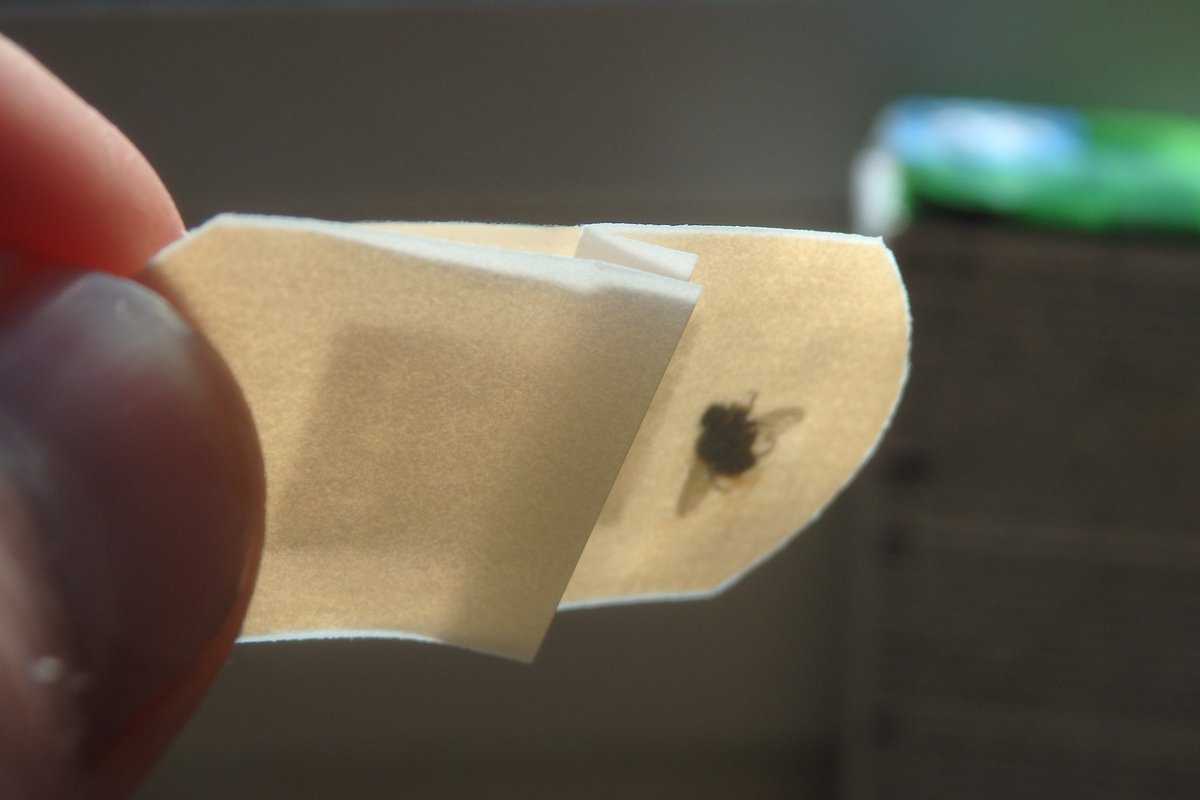 peternurick's tweet photo. Heard the old phrase "a fly in the ointment"? Here's a contemporary twist from @Tesco Told I can return product for a refund with receipt. Well now I feel better #notimpressed #shivers https://t.co/feHeLhp7M3
