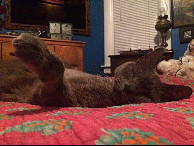 ToasttheCat1's tweet photo. Missing you really badly today Toaster. Well over a year since you left me. Still completely heartbroken. #toastthecat https://t.co/r3HMEXUuPg