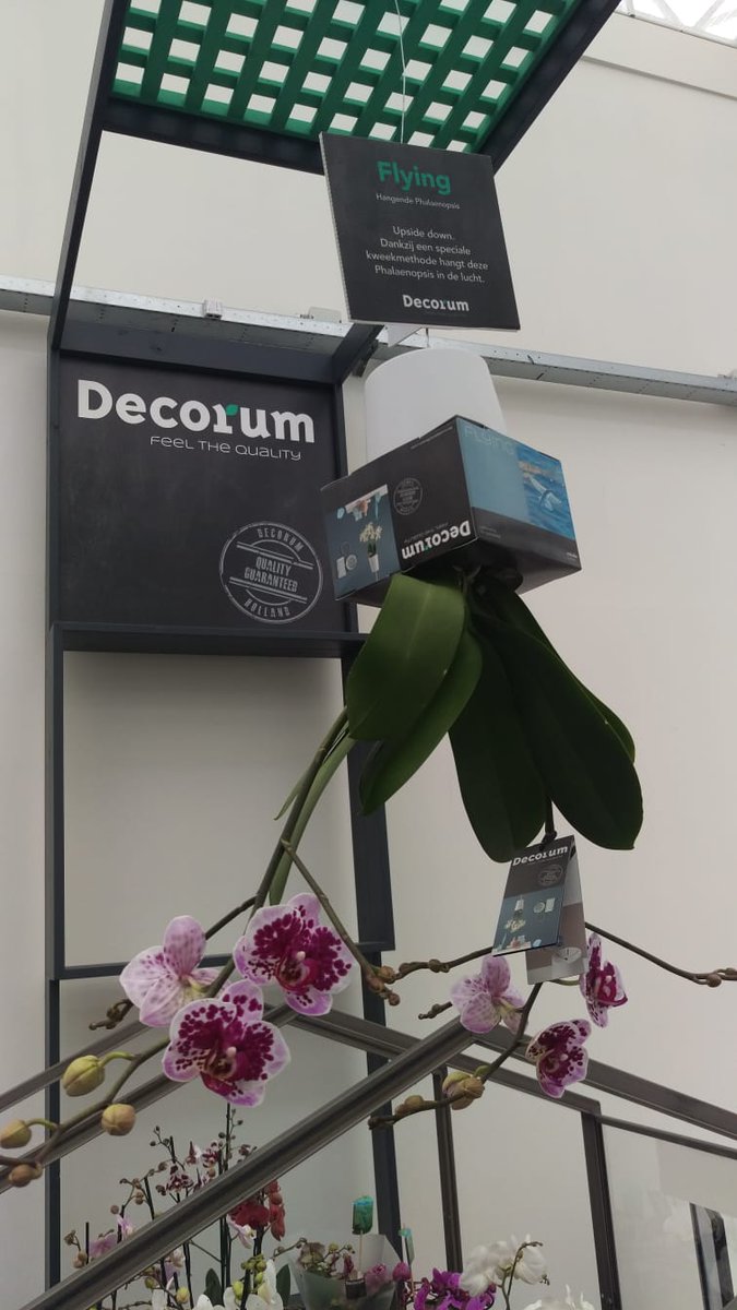 TerLaakOrchids's tweet photo. Tot en met vrijdag zijn we met @Decorumcompany te vinden op de #SummerFair in het @WorldHortiCentr! https://t.co/WP2GWaBy5e