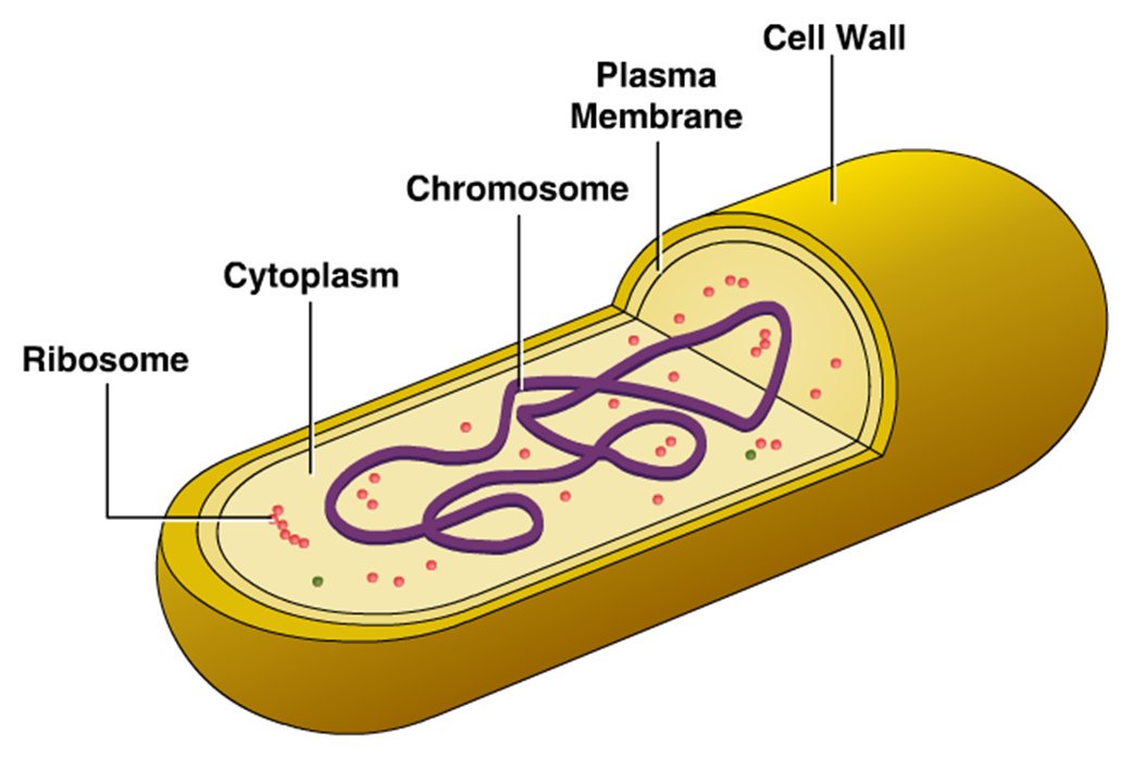 Пару бактерий. Строение бактериальной клетки. Bacterial Cell structure. Клетка микроорганизма. Структура бактериальной клетки.