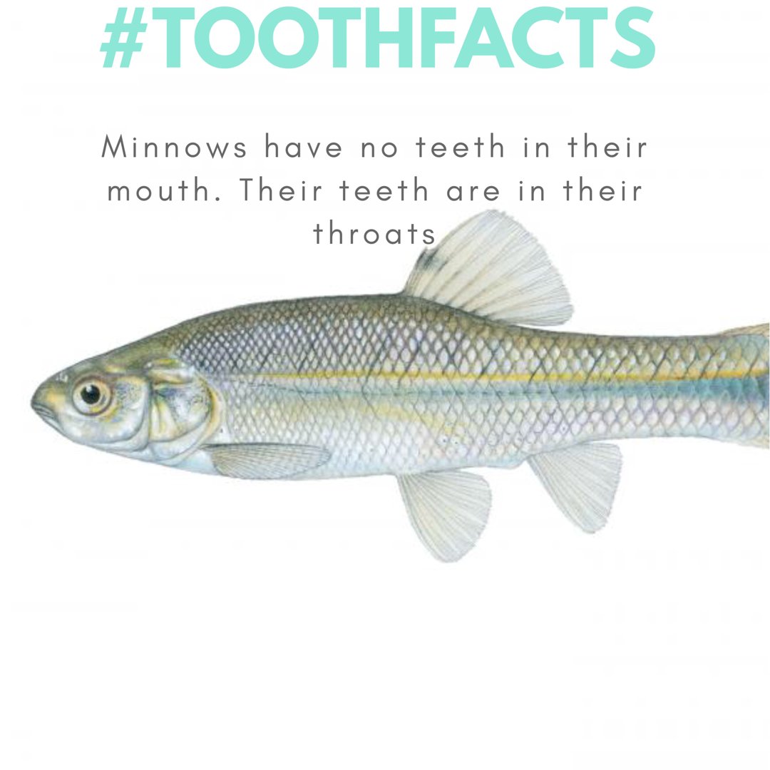 Allsmilescare's tweet photo. Tuesday #ToothFacts! Minnows 🐠have no ❌teeth in their mouth👄. Their teeth are in their throat🤯. https://t.co/18s1IgneiC