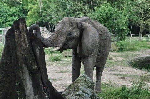 rcamachovzla's tweet photo. #Caracas Lamentablemente informan de la muerte de la elefante Ruperta en el zoológico de Caricuao, murió a medianoche en su área de resguardo. Hace días se había caído nuevamente. Tenía 48 años. https://t.co/Tv522H5P5o
