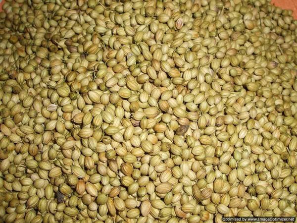 varshaindustry's tweet photo. Do You know #Coriander #seeds is the oldest of all #herbs and #spices?
The #fruit of coriander plant contains two seeds which,when dried, are the portions used as the dried spice. When ripe, the seeds are yellowish-brown or tan in color with longitudinal ridges.
#VarshaIndustries https://t.co/ky4PR6AgaM