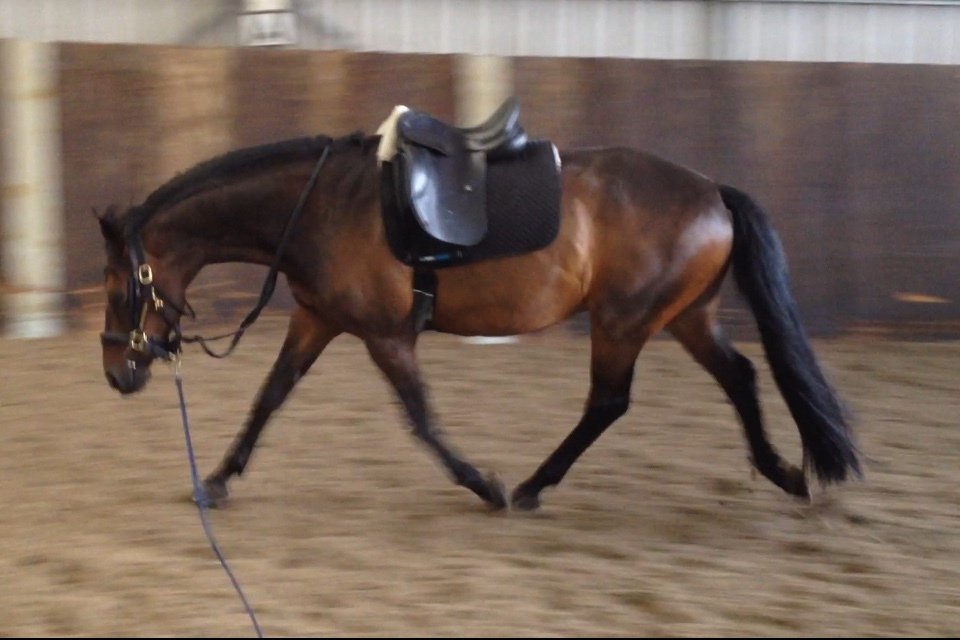 Groundwork Evenings – for better relationship, riding feel, athletic abilities and more… aspireequestrian.wordpress.com/2018/06/12/gro…