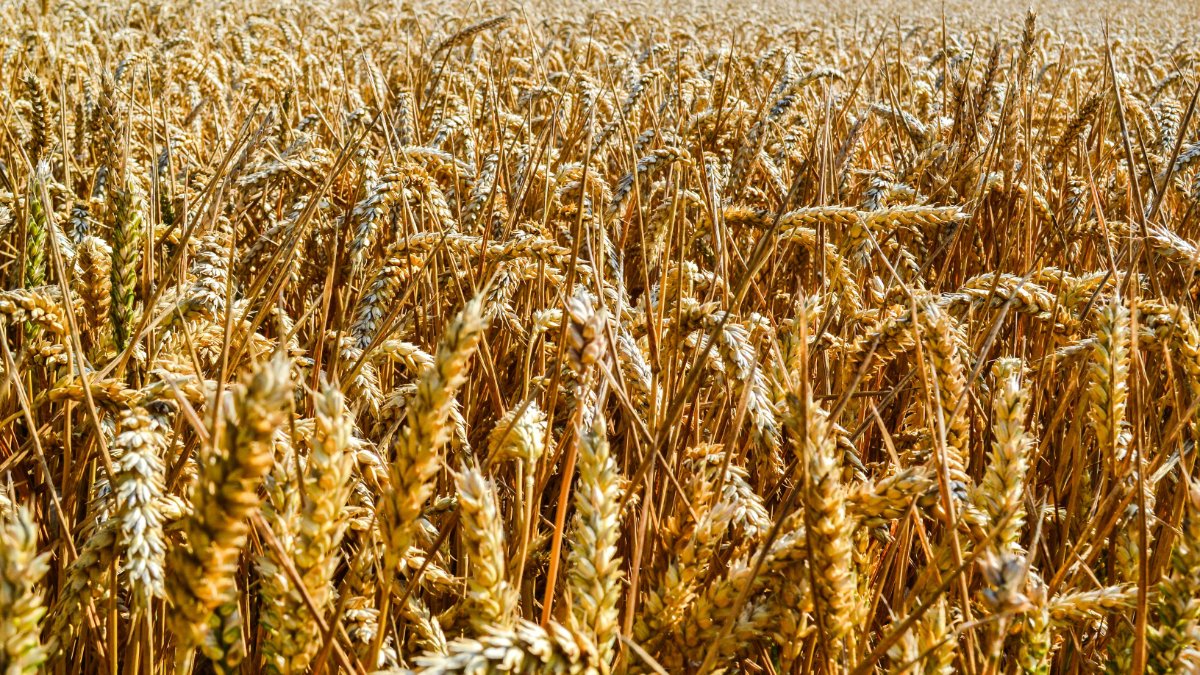 CORDIS_EU's tweet photo. Developing alternatives to #pesticides ☠️ @biocomes is studying 11 new #biological controls that use natural enemies of #crop pests 🌾 #Biocontrol #EUresearch
➡️ https://t.co/9AfWtReICu https://t.co/1OnPV67TaQ