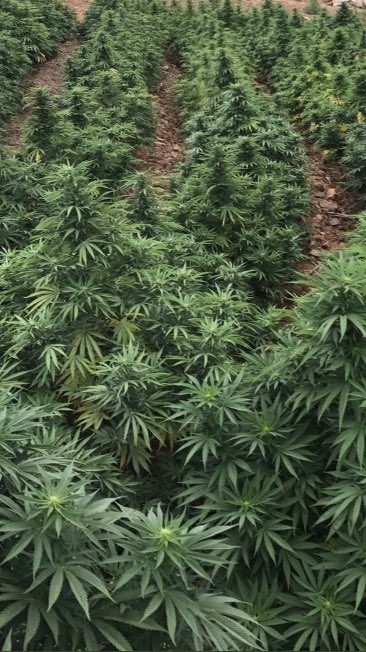 MedPotDelivery's tweet image. Horticulture, manufacturing, packaging, distribution, wholesale networks, retail sales, market research and consulting services. Here at MDS we do it all and we’re happy to help no matter what stage of product life cycle you’re in. #Partners #Farmers #VerticallyIntegrated