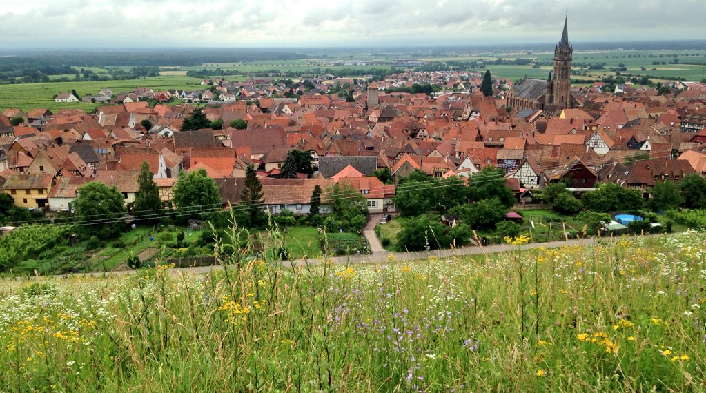 SommBarbosa's tweet photo. #GrandCru de #Alsace Frankstein en la comuna de Dambach-La-Ville. 

Un terroir con una gran complejidad que se expresa en la diversidad de sus #vinos! 🍷🍷🍷

#DrinkAlsace #MillesimesAlsace  #Mila2018 https://t.co/F9z10MwMmM