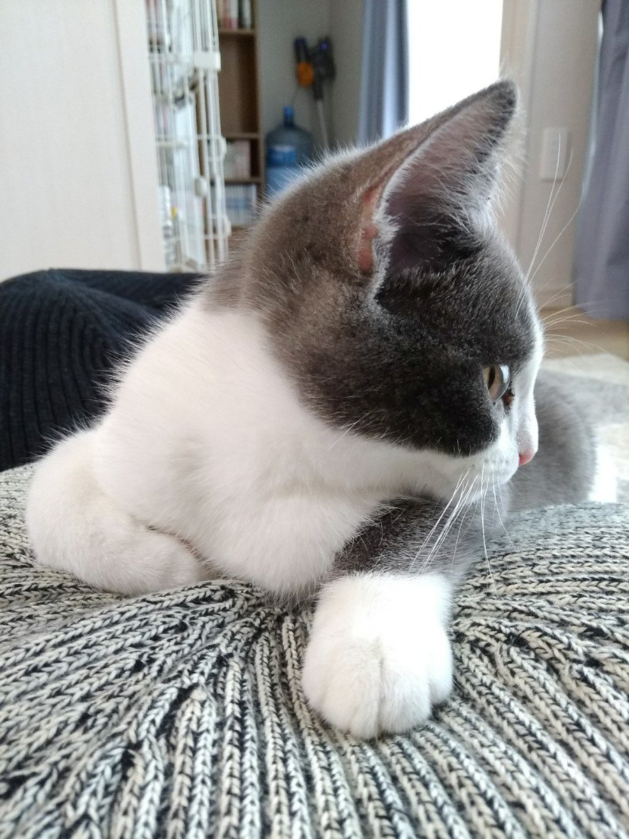 やあー!今日も可愛いねーー!!

とこれでそれは人間用のクッションなんだ… 