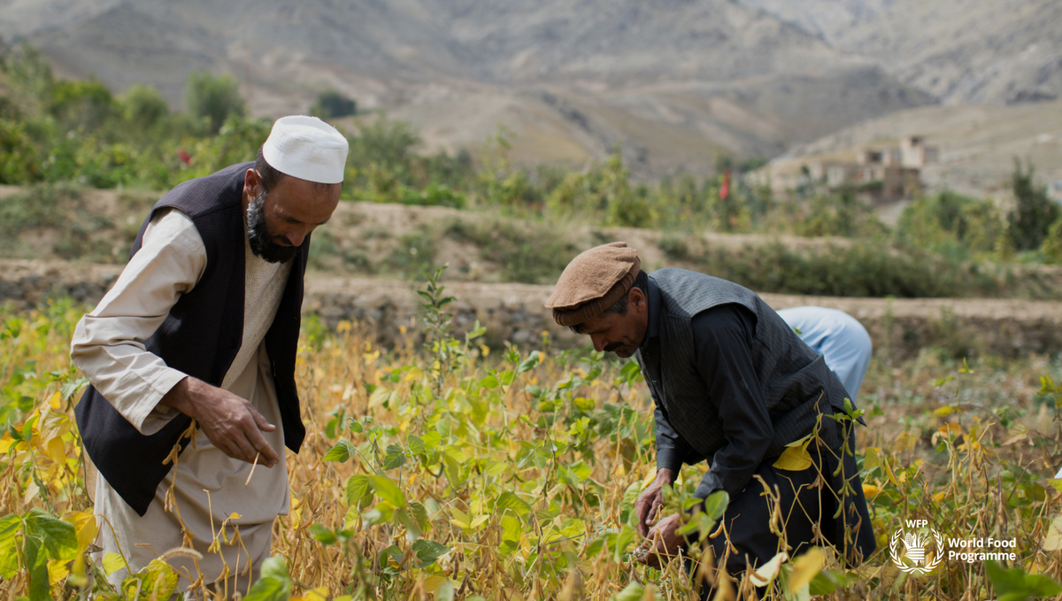 In #Afghanistan, WFP promotes the local production of wheat & soy and flour fortification, supporting #smallholders and linking them to more sustainable markets. #FoodCanFixIt #EATForum18