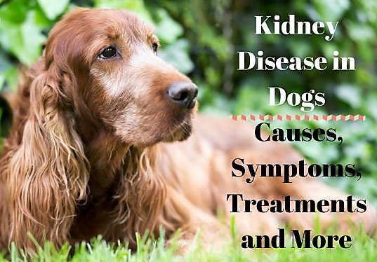 dogs_central's tweet photo. Kidney disease in dogs

https://t.co/uC5plCqsPh https://t.co/eDazG3Cm9o