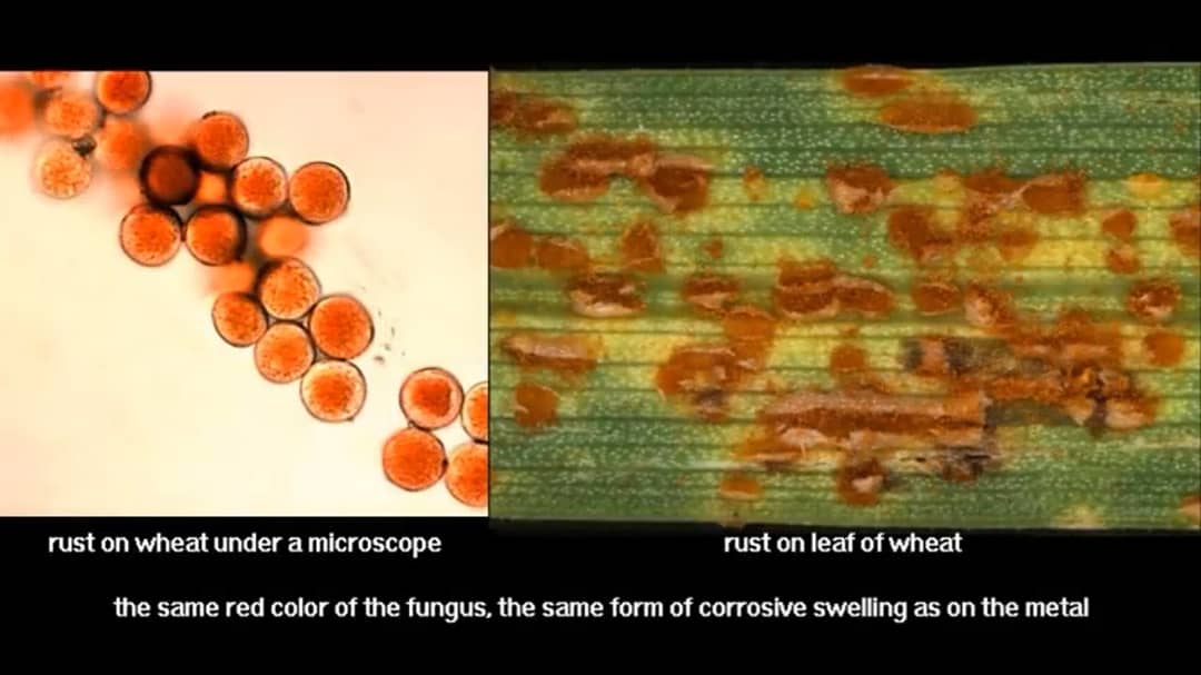 BrianJay_D's tweet photo. #fungus #mycelium #corrosive https://t.co/zPYX9oIxz9