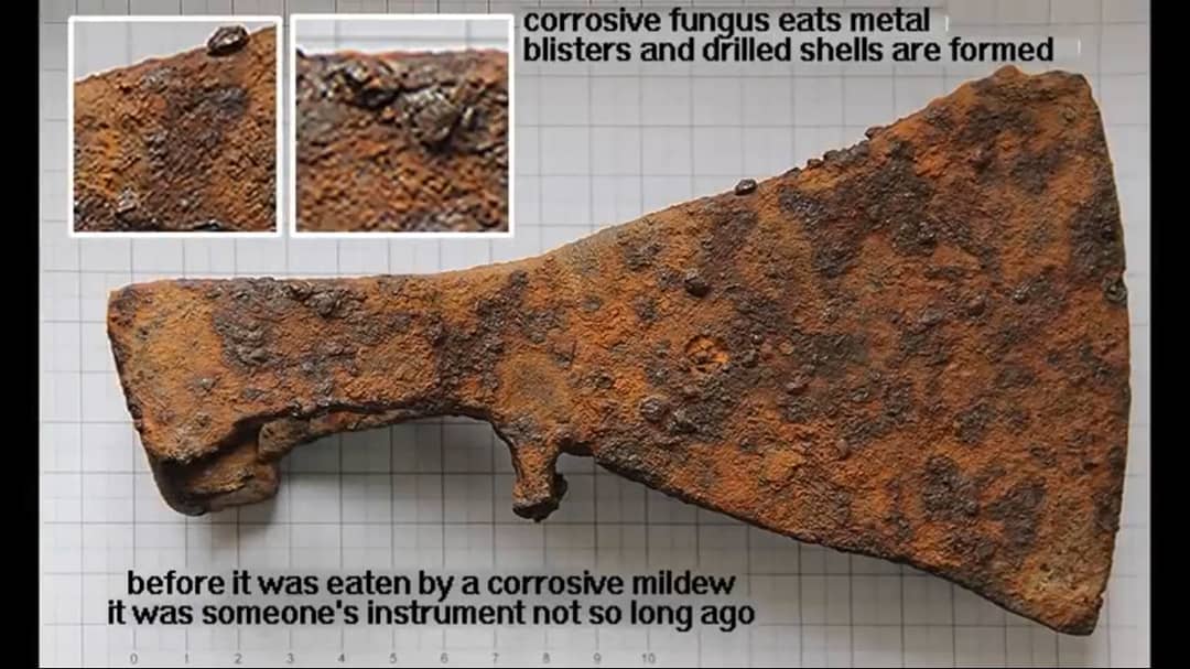 BrianJay_D's tweet photo. #fungus #mycelium #corrosive https://t.co/zPYX9oIxz9