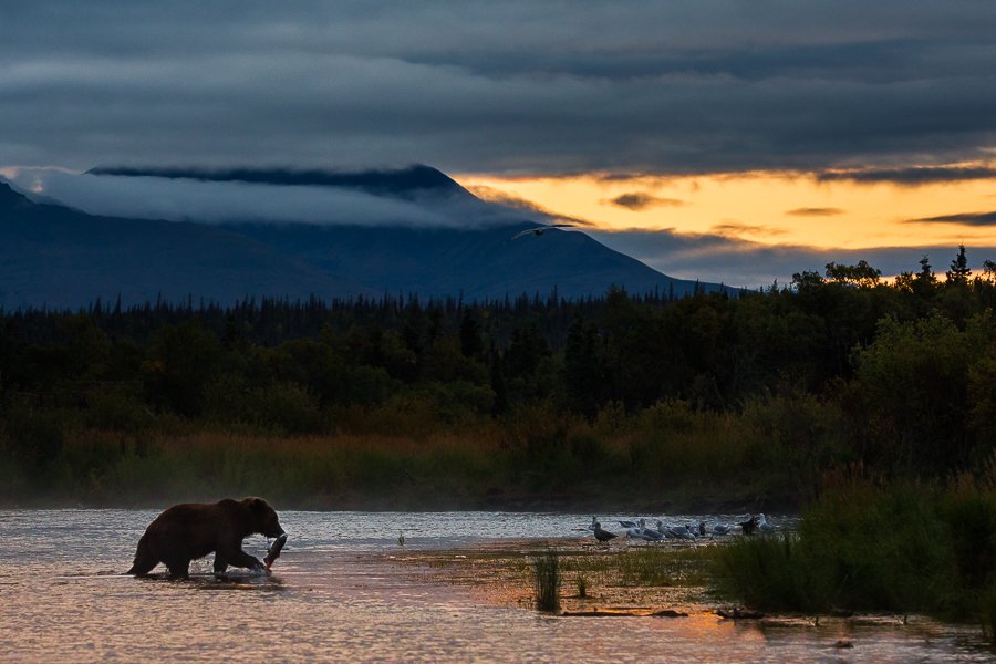 AmericanIndian8's tweet photo. Morning
Brown bear on morning fishing in Katmai,Alaska
#INDIGENOUS #TAIRP https://t.co/PTpeba8Qou