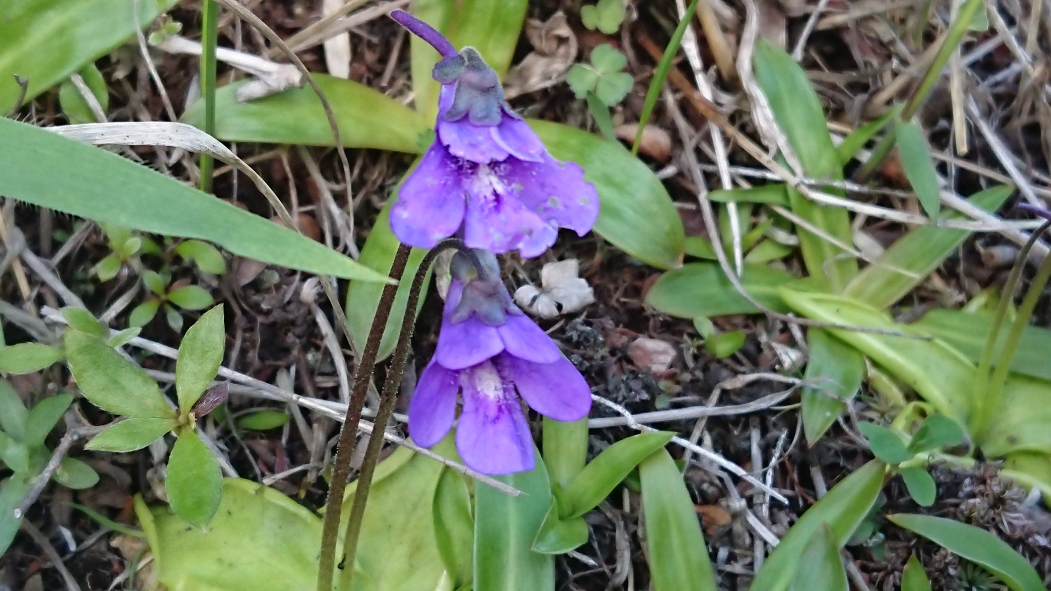 赤城山 青木別館 ムシトリスミレ たぬきも科 勢いで行ってしまった地蔵岳 そして大発見 笑 スミレに似ていますが すみれ 科ではありません 葉から粘液を出し小さい虫をとらえて養分にする食中植物 草丈は10 です 赤城山 地蔵岳