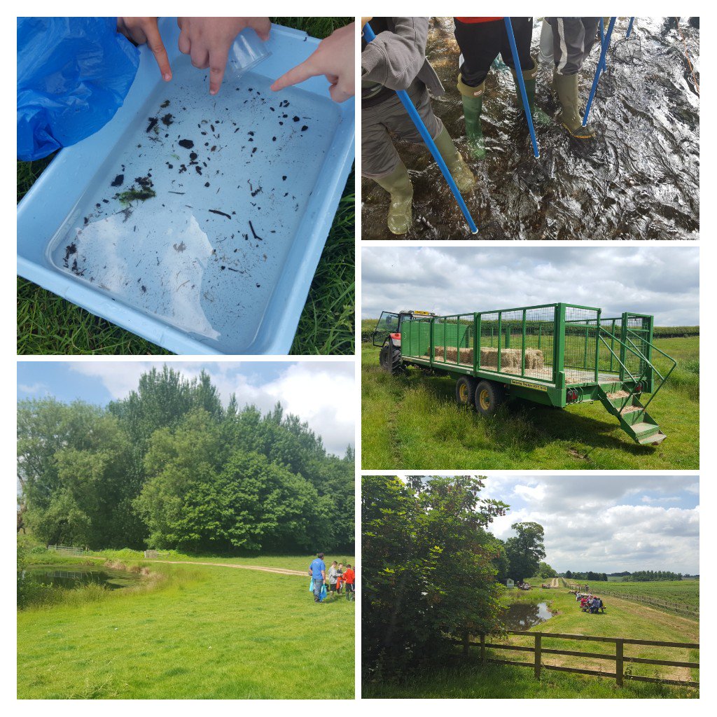 SOT_Enviro's tweet image. Lovely morning with Yr 5 pupils from @SAfoodforlife silver #HeronCrossPrimary at #BearStoneFruitFarm farm walk, river dipping &amp;amp; tractor ride. Weeding around and picking strawberries this afternoon @HealthySoT @StokeLearning