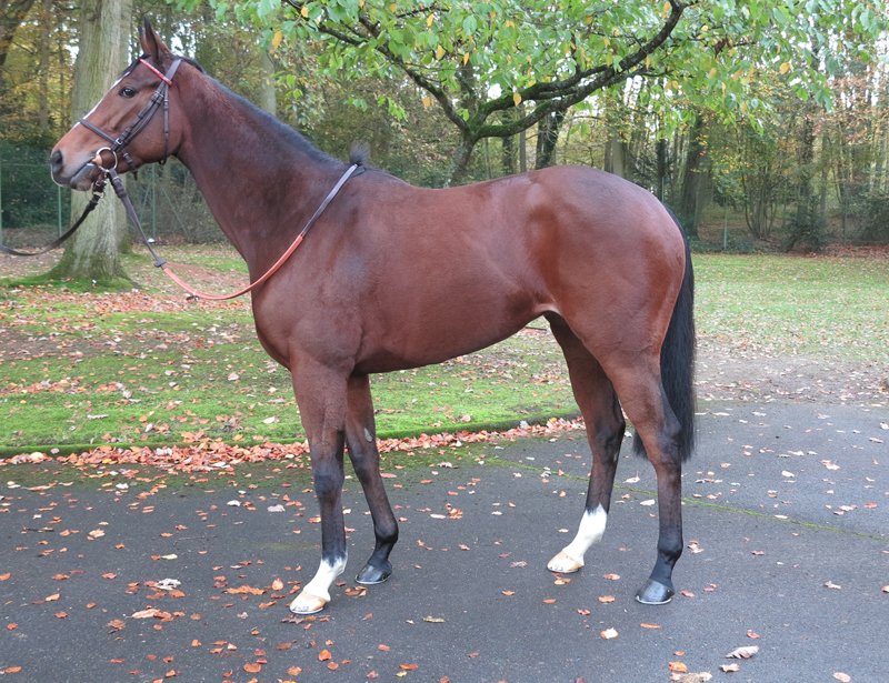 AgaKhanStuds's tweet photo. Donoratico, a promising 2yo, broke his maiden at Marseille yesterday. He is out of Dourada (picture), a mare bred and sold by the Aga Khan Studs at the 2014 @InfoArqana Breeding Stock Sale. He hails from the family of G1 Winner #Dariyan. #Bluebloodedpedigree #Sourceofsuccess https://t.co/SM2xqrpRXb