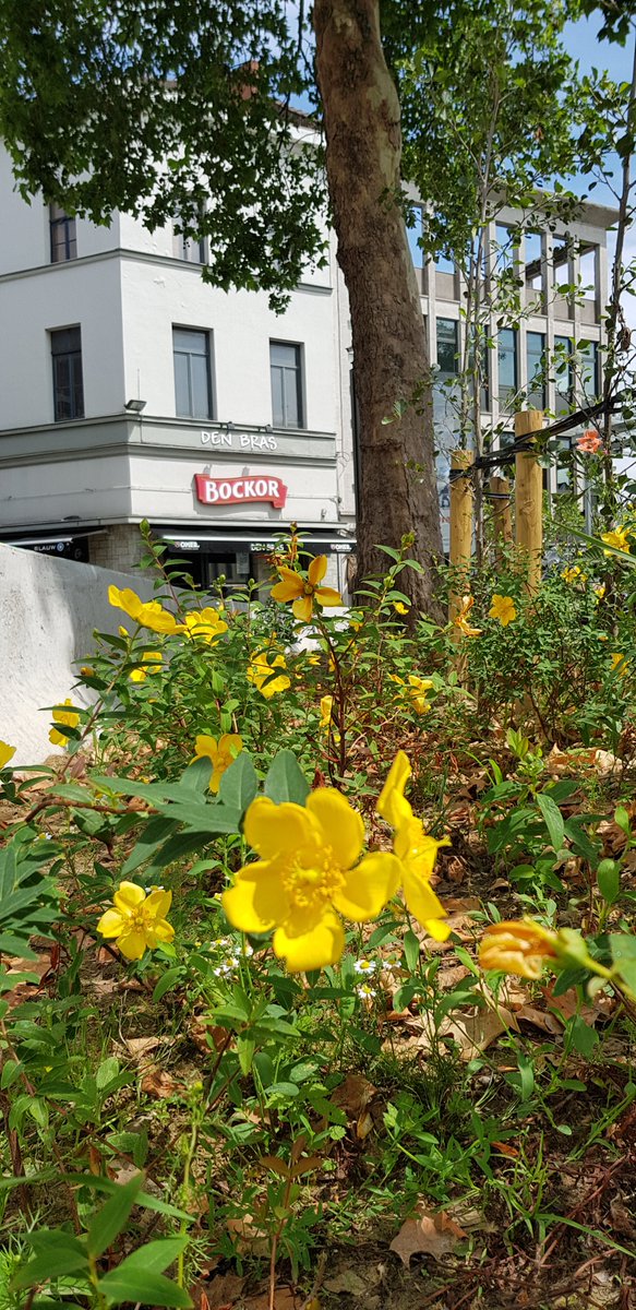 8500Kortrijk's tweet photo. Het #kunstwerk op de betonnen muur rond de #fietsenstalling op 't #Stationsplein in #Kortrijk is klaar. Het Hertshooi dat achter de wand staat, vloeit als trompe l’oeil over op de betonnen wand. https://t.co/w3fgLm1rT6 #groen #warm #uitnodigend #Stationsproject #KortrijkSpreekt https://t.co/AOwg1xhivt