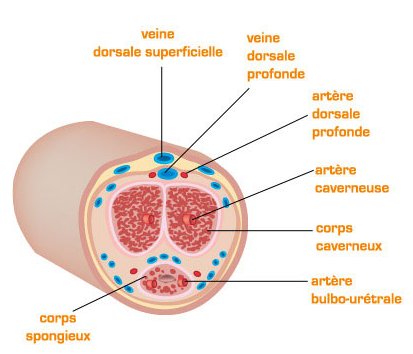 veine dorsale superficielle veine dorsale profonde DfffhRbXUAUCsZN