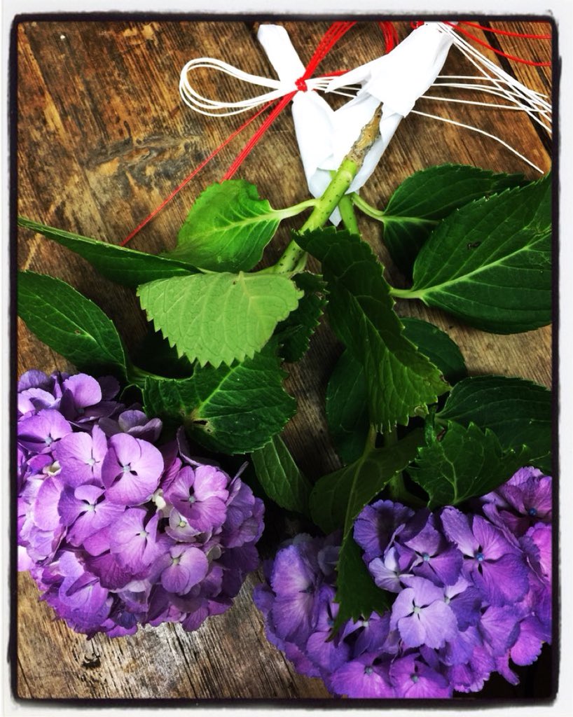 Fai†h on Twitter "《紫陽花の咒枝》六月の六の付く日に紫陽花を半紙に包んで赤白の水引きで結び家の中