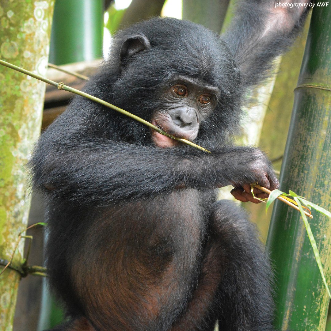 AWF_Official's tweet photo. All of Africa’s great #ape species are either endangered or critically endangered due to habitat destruction and fragmentation, poaching, the risk of disease transfer from humans and the pet trade. https://t.co/rcoxlFOzhA https://t.co/EWYB7QENOM