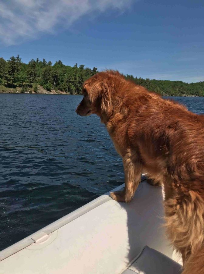 CBSANOR's tweet photo. We have a #RetirementUpdate for #DetectorDog Shaggy! His new family says heโs fitting in very well with his new #K9 and human roommates. He now enjoys finding toys and watching chipmunks cruise by the window. #K9model #Retired #Pawparazzi #DogsWithJobs https://t.co/5tL0DG2HVU