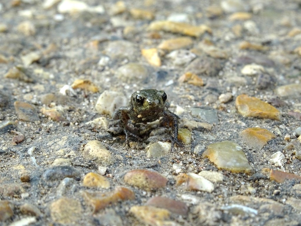 froglifers's tweet photo. Watch out – baby amphibians about!! Smaller than a 1p piece, this baby #toad, along with many others, was seen dispersing from the water last Friday @NeneParkPboro &amp; trying to cross a path – please mind your step over the next few months! #Springwatch https://t.co/FSmoDNIkky