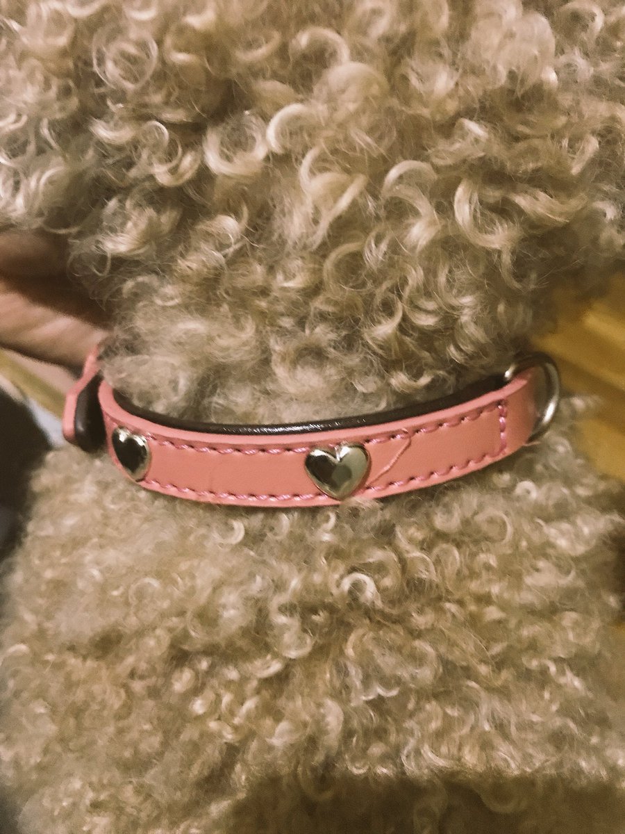Chocolove0728's tweet photo. あたい、やっっっと首輪買ってもらえたワン🐶

トリミングも明後日やっと連れてってもらえるワン💕
早く美犬になりたいワン🐶✨ https://t.co/O8NK1jVndq