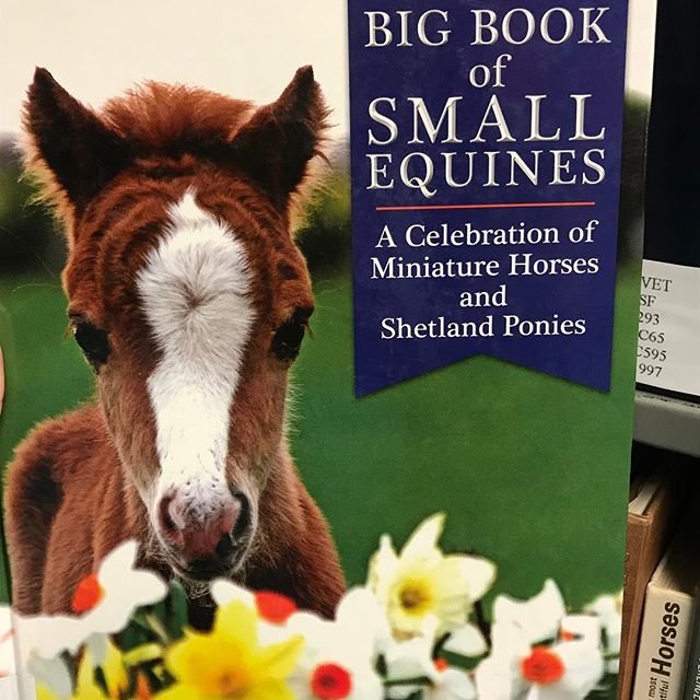 MizzouLibraries's tweet photo. Found in the stacks of the veterinary library...The Big Book of Small Equines: A Celebration of Miniature Horses and Shetland Ponies.⠀ . . . #ZalkLibrary #Shelfie #CleverTitle #Floof #LibraryLife #LibrariesOfInstagram #HorsesOfIns… https://t.co/zENHa3LSff https://t.co/HGoIruI7oG