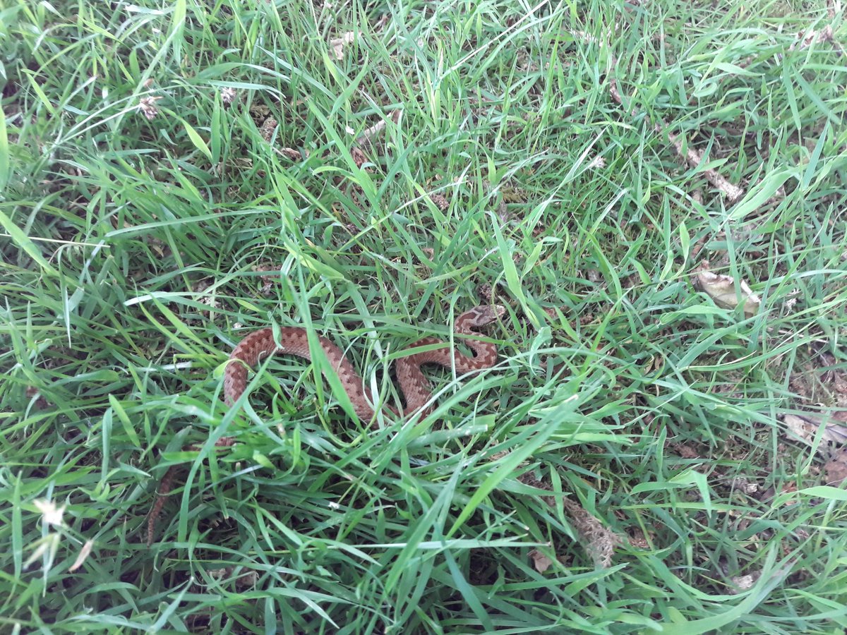 Year 7 geography fieldwork at its finest @HawthornsGeog and look what we saw! #Exmoor #Brilliantresidential