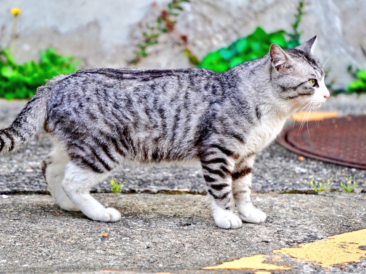 nekosanpo_xxx's tweet photo. サバトラが、た、立った https://t.co/R8SEXP97Ka