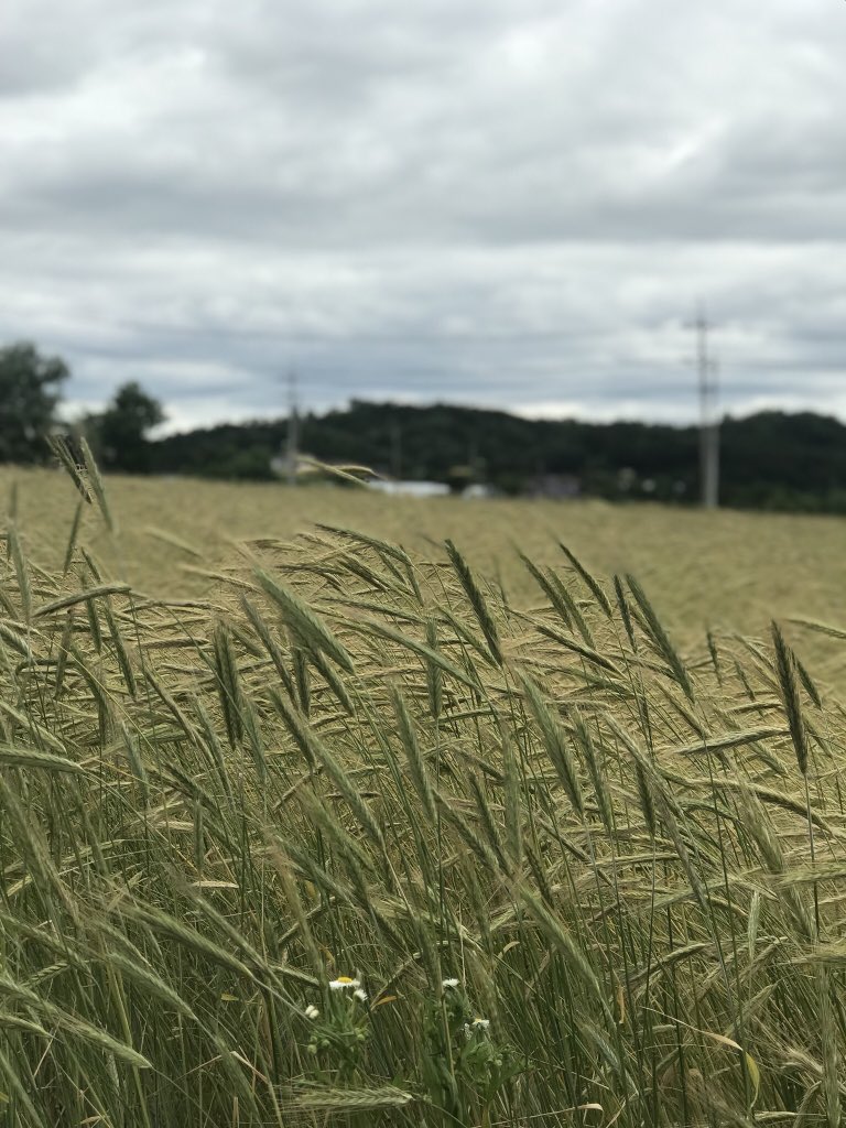 보고 싶다는 것 외에는
그어떤 것도 생각나지 않는 사람...
